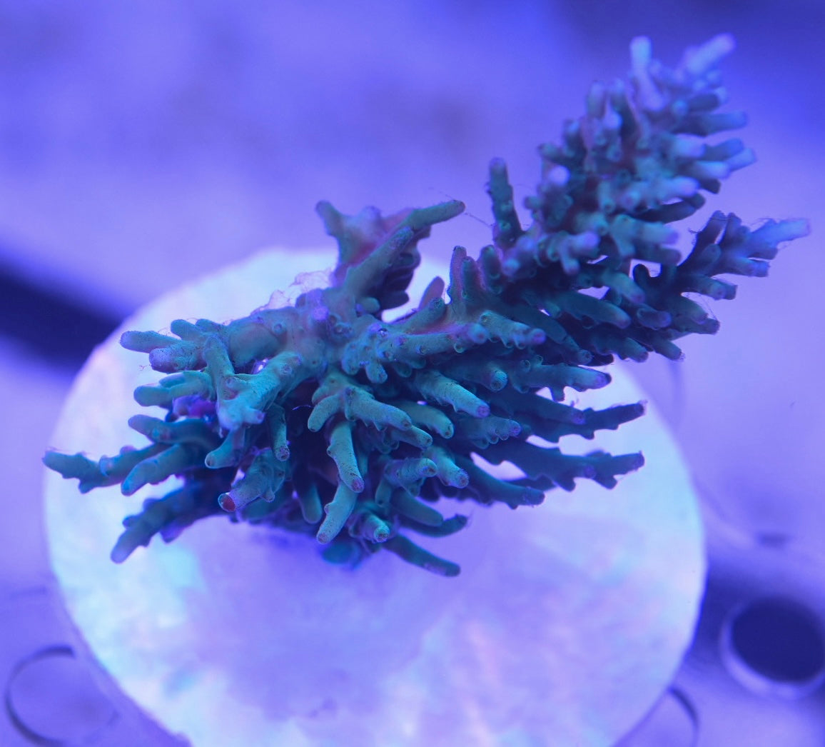 WYSIWYG XXL Blue Hawkins Echinata Acropora Colony 4.5" (HUGE!)