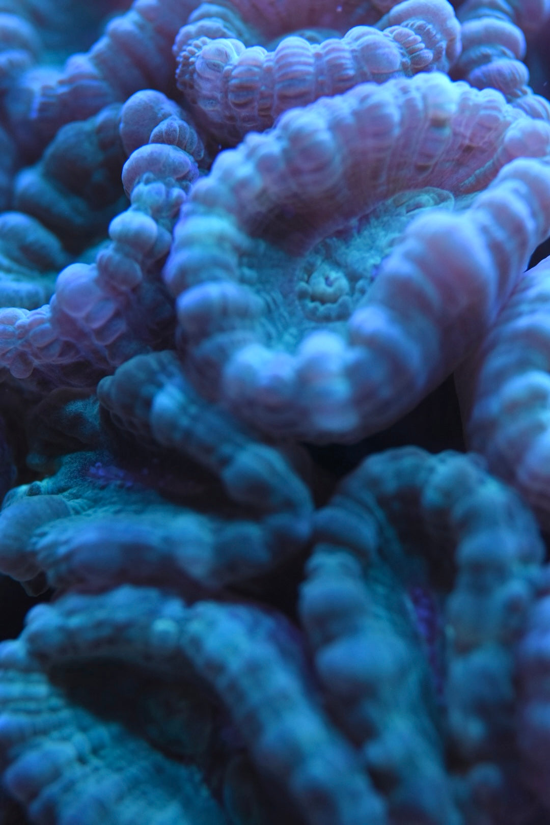 WYSIWYG XL Teal Candy Cane Colony 4"