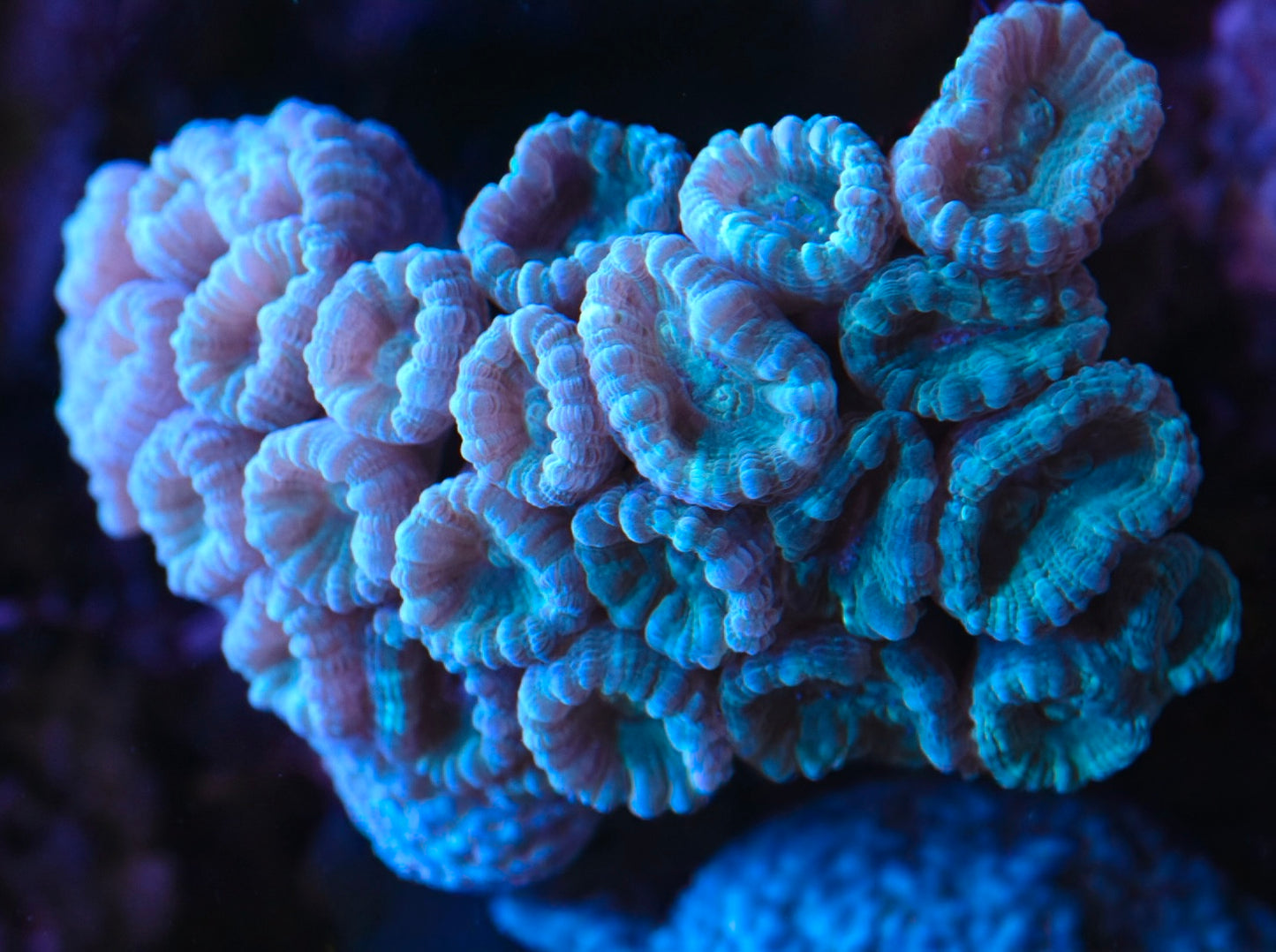 WYSIWYG XL Teal Candy Cane Colony 4"
