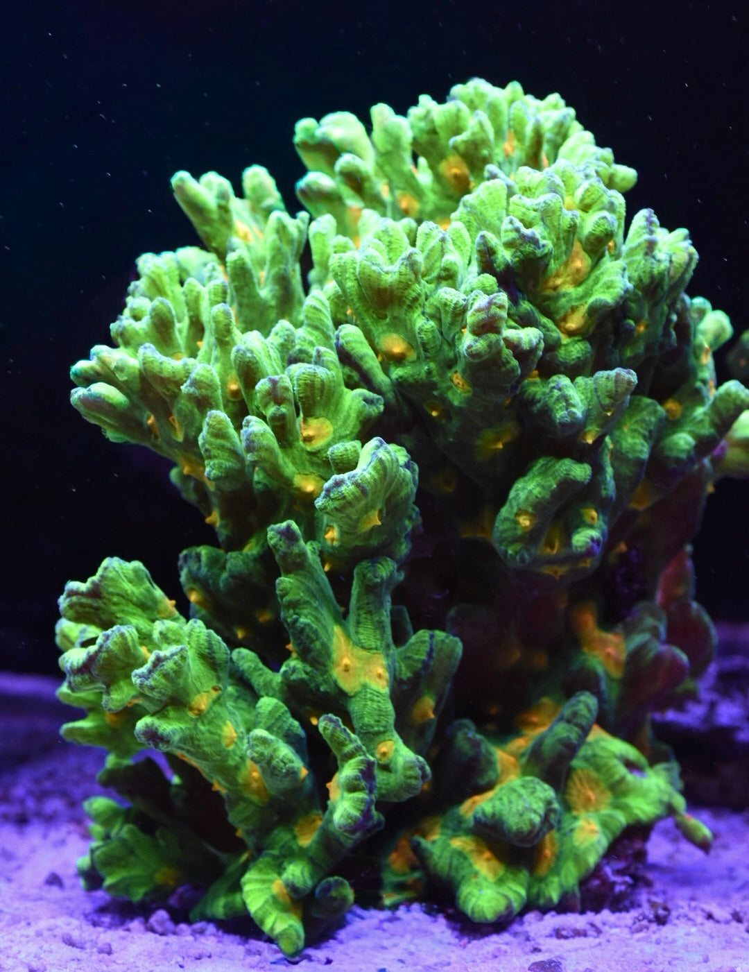 WYSIWYG Show Size Space Invader Pectinia Colony 10" (MASSIVE!)