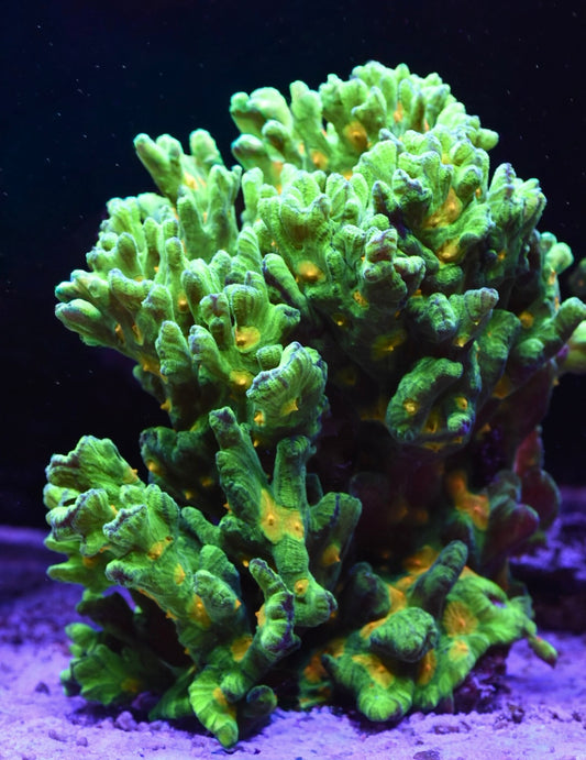 WYSIWYG Show Size Space Invader Pectinia Colony 10" (MASSIVE!)
