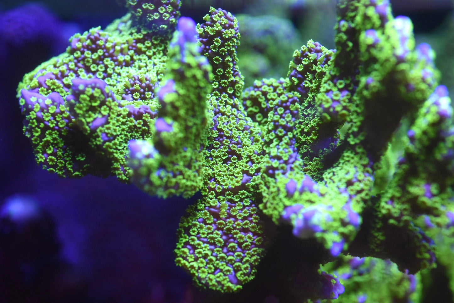 WYSIWYG XXL Tubbs Stellata Montipora Colony 4.5"