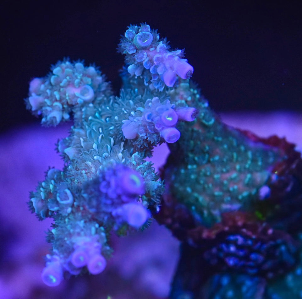 WYSIWYG XL Blue Madman ACropora Colony 3.5"