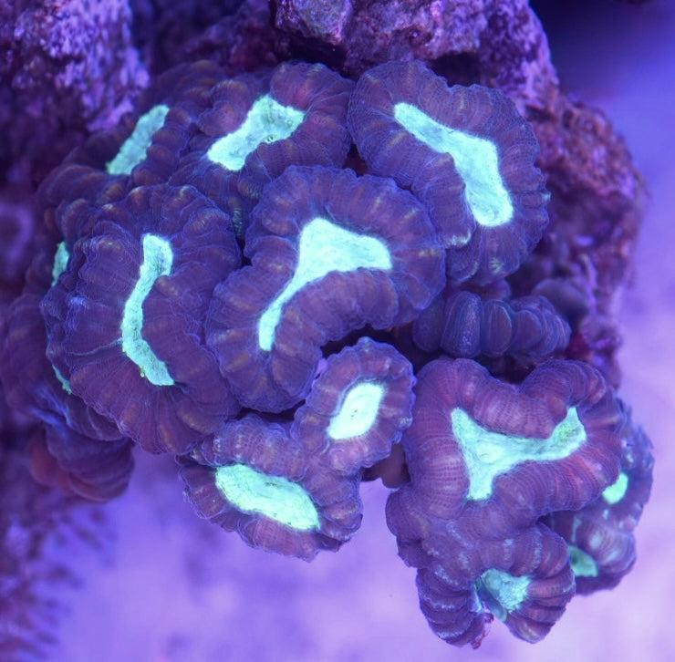 WYSIWYG XL Bi-Color Candy Cane Colony 3.5"