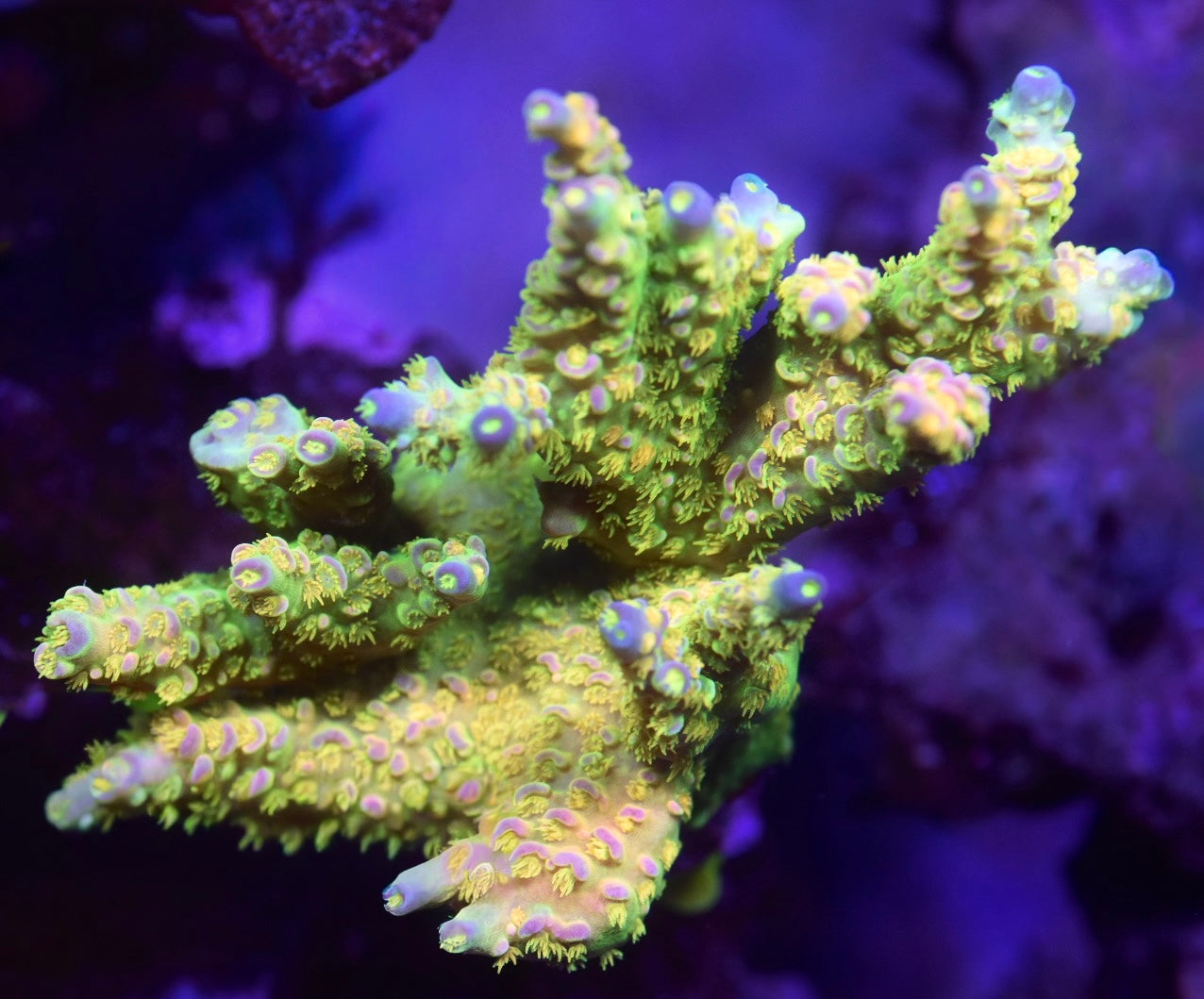 WYSIWYG Walt Disney ACropora Colony 4" (INSANE!)