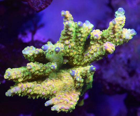 WYSIWYG Walt Disney ACropora Colony 4" (INSANE!)