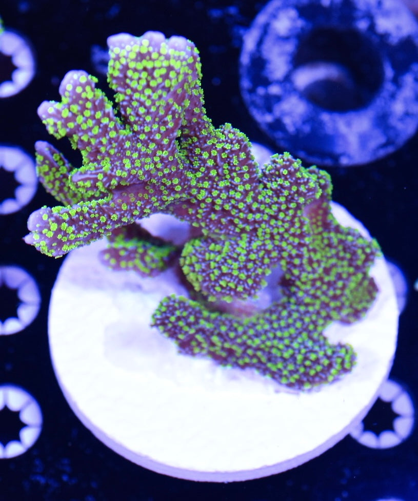 WYSIWYG XXL Tubbs Stellata Montipora Colony 4.5"