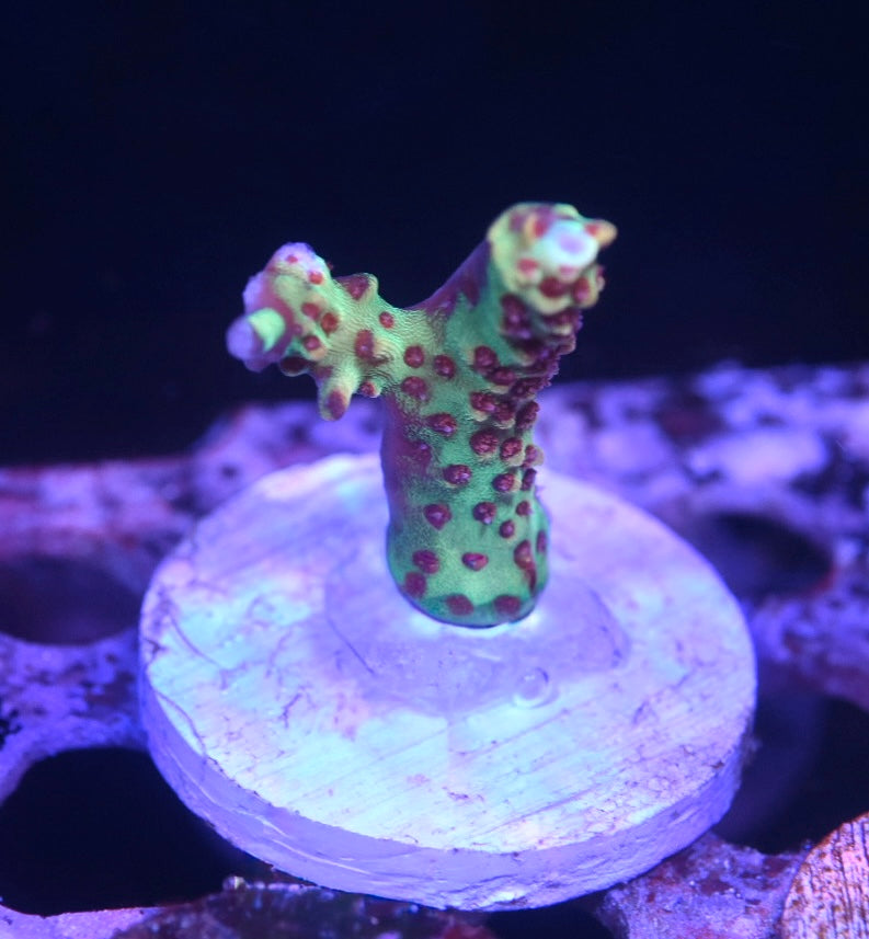 WYSIWYG Strawberry Shortcake ACropora 1.5"