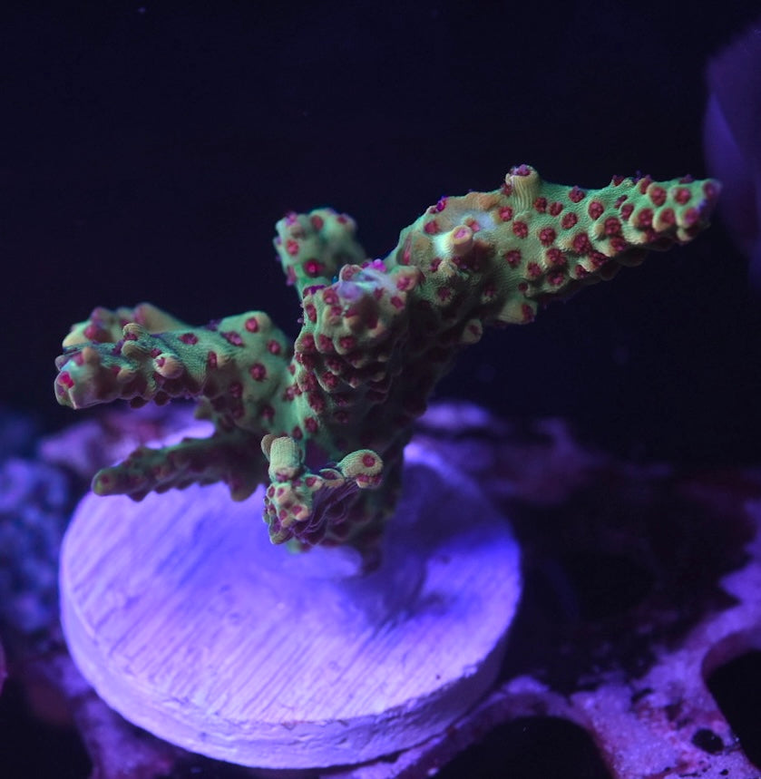 WYSIWYG XL Strawberry Shortcake ACropora 2.5"