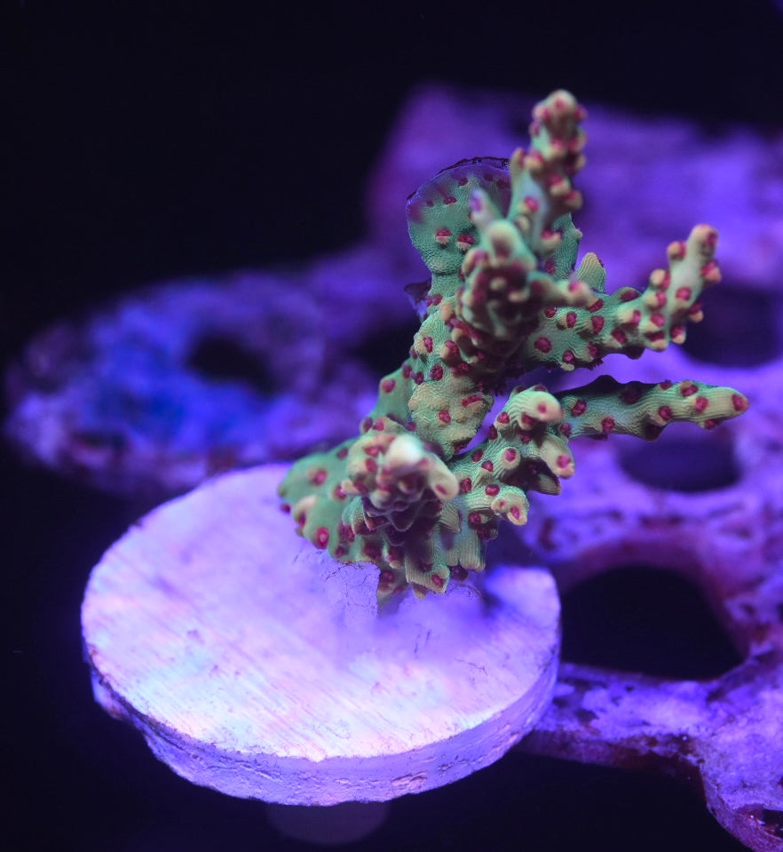 WYSIWYG XL Strawberry Shortcake ACropora 2"