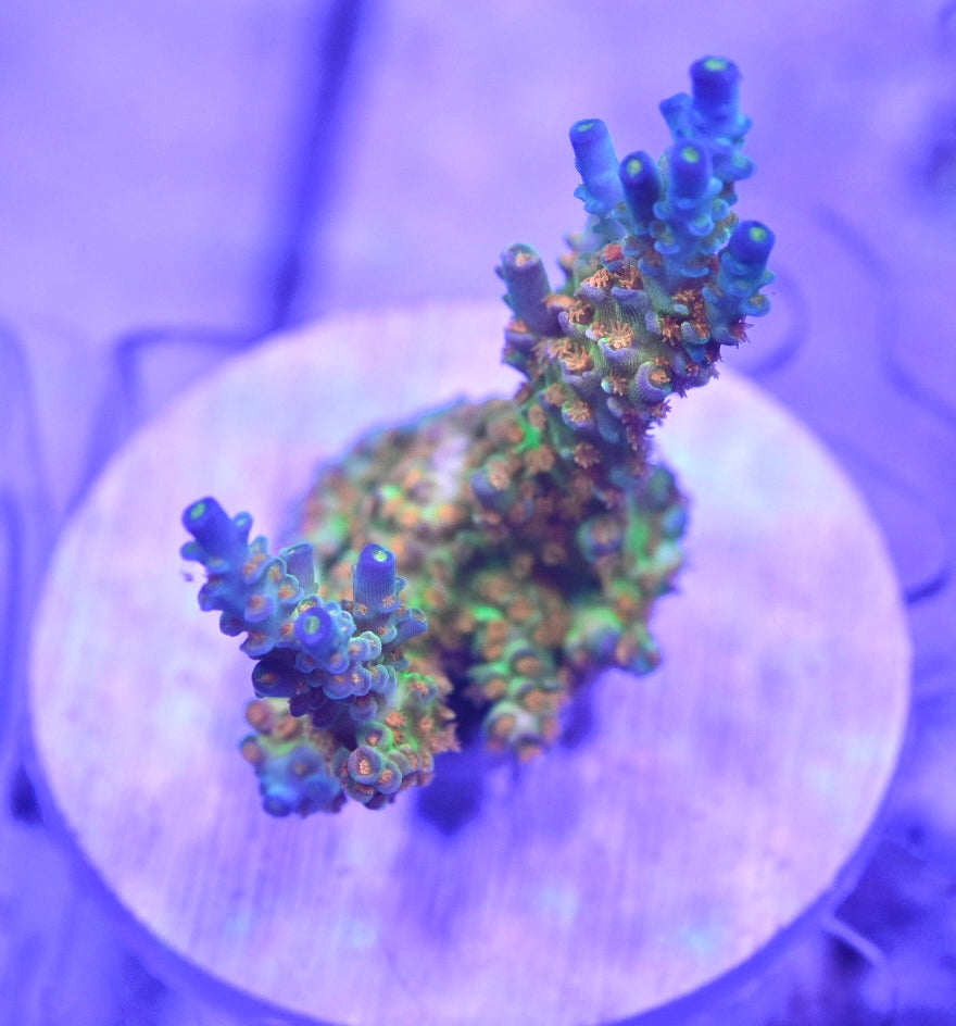 WYSIWYG XXL SC Orange Passion ACropora Colony 4" (INSANE!)