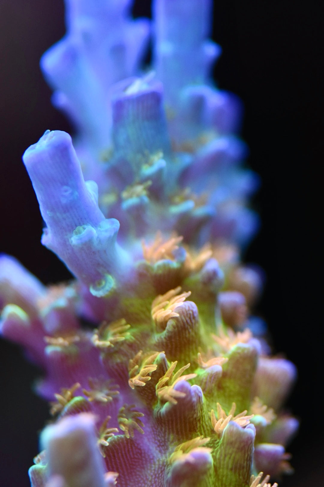 WYSIWYG XXL SC Orange Passion ACropora Colony 4" (INSANE!)