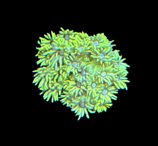 WYSIWYG True Yellow Goniopora 1.5" (BRIGHT!)