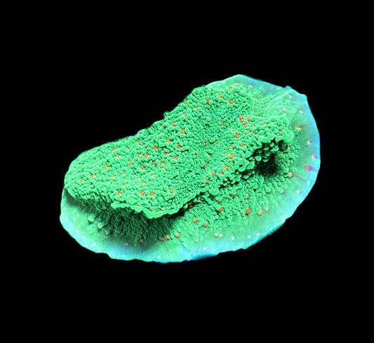 WYSIWYG Seasons Greetings Montipora