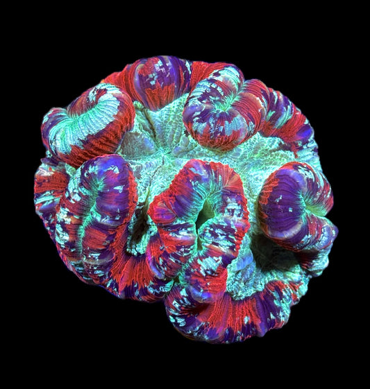WYSIWYG Ultra Rainbow Trachyphyllia 4.5" (BRIGHT!)