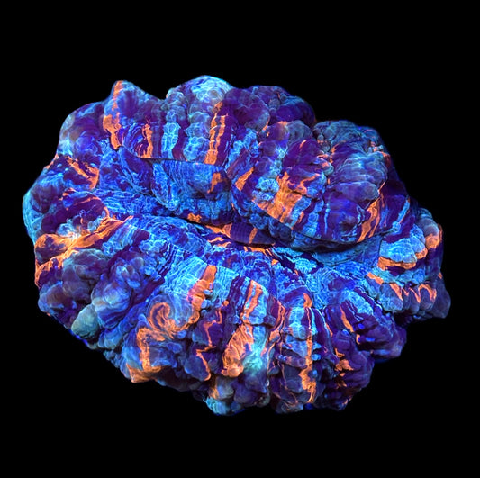 WYSIWYG Ultra Rainbow Acanthophyllia 5.5" (WOW!)