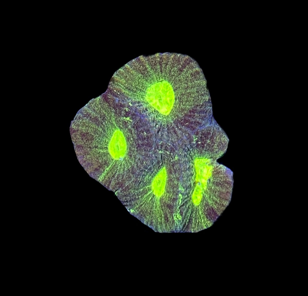 WYSIWYG Radioactive Goniastrea Coral 1.5"