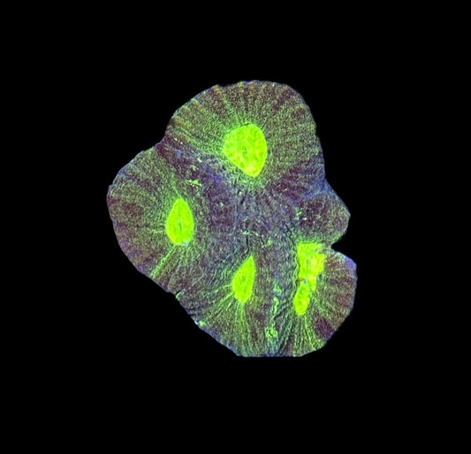 WYSIWYG Radioactive Goniastrea Coral 1.5"