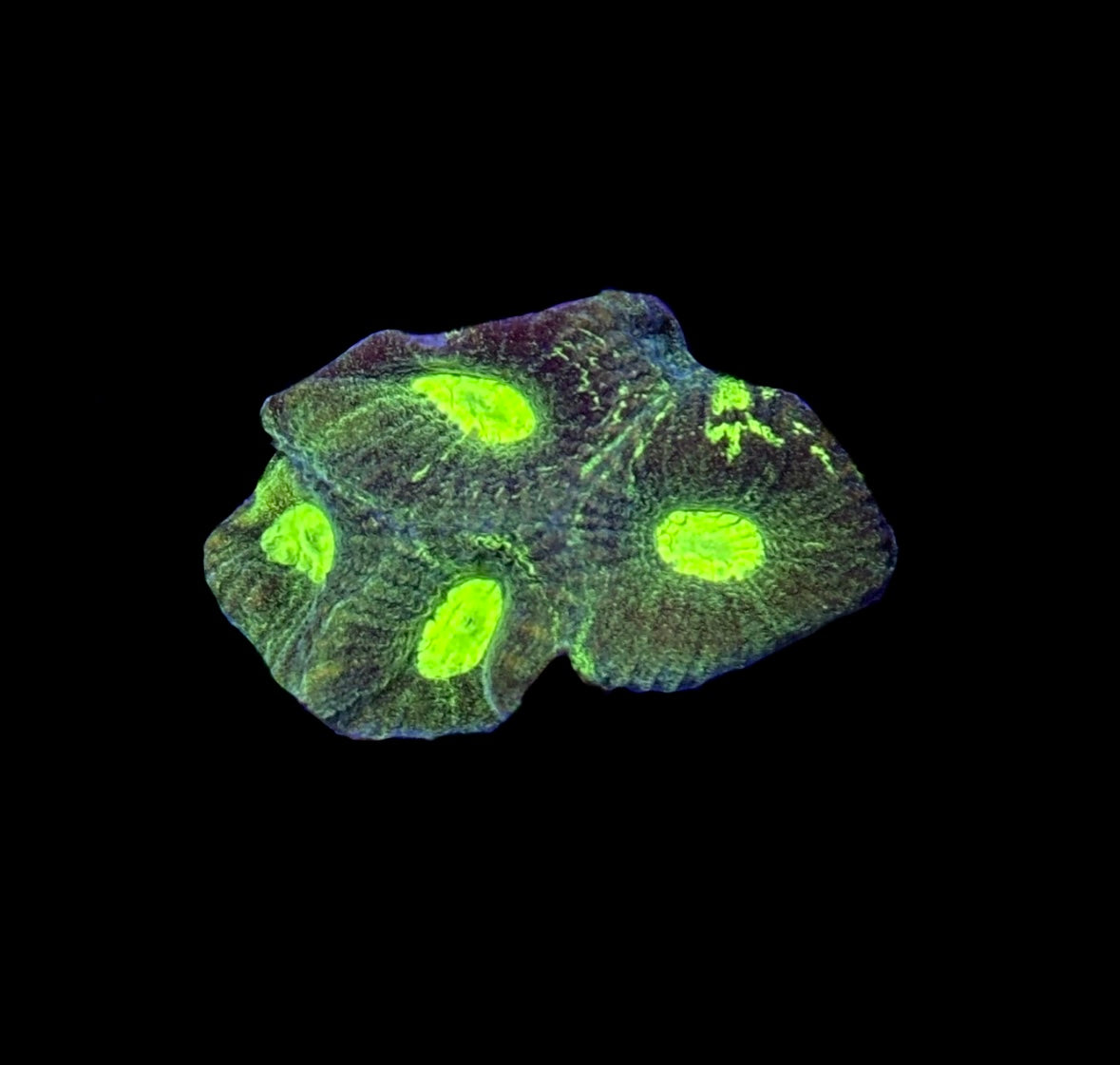 WYSIWYG Radioactive Goniastrea Coral 1.5"