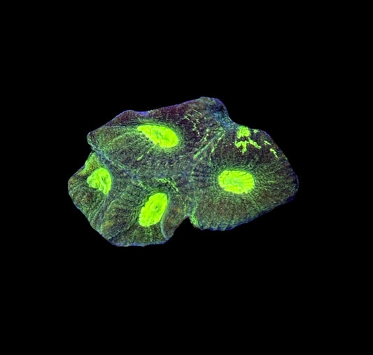 WYSIWYG Radioactive Goniastrea Coral 1.5"