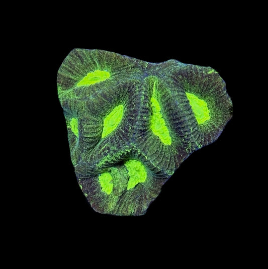 WYSIWYG Radioactive Goniastrea Coral 2"