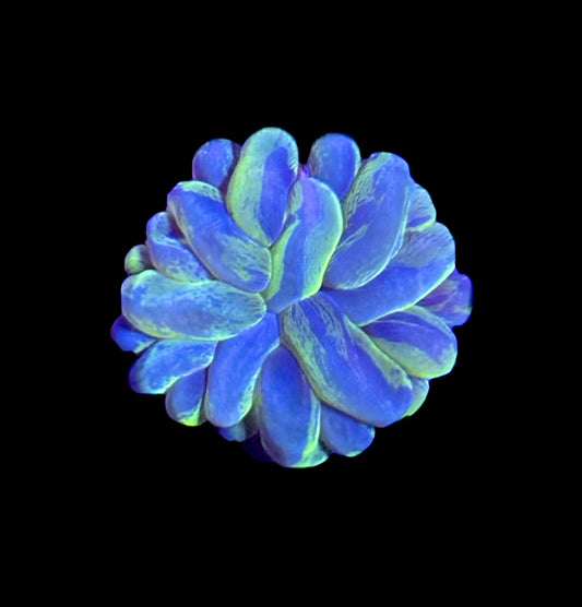WYSIWYG Toxic Splatter Bubble 2.5" (WOW!)