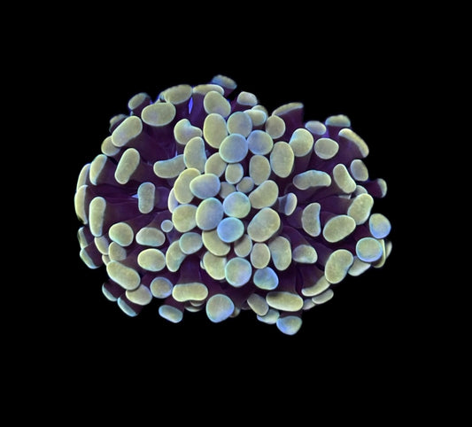 WYSIWYG Sun God Hammer Coral 2.5"