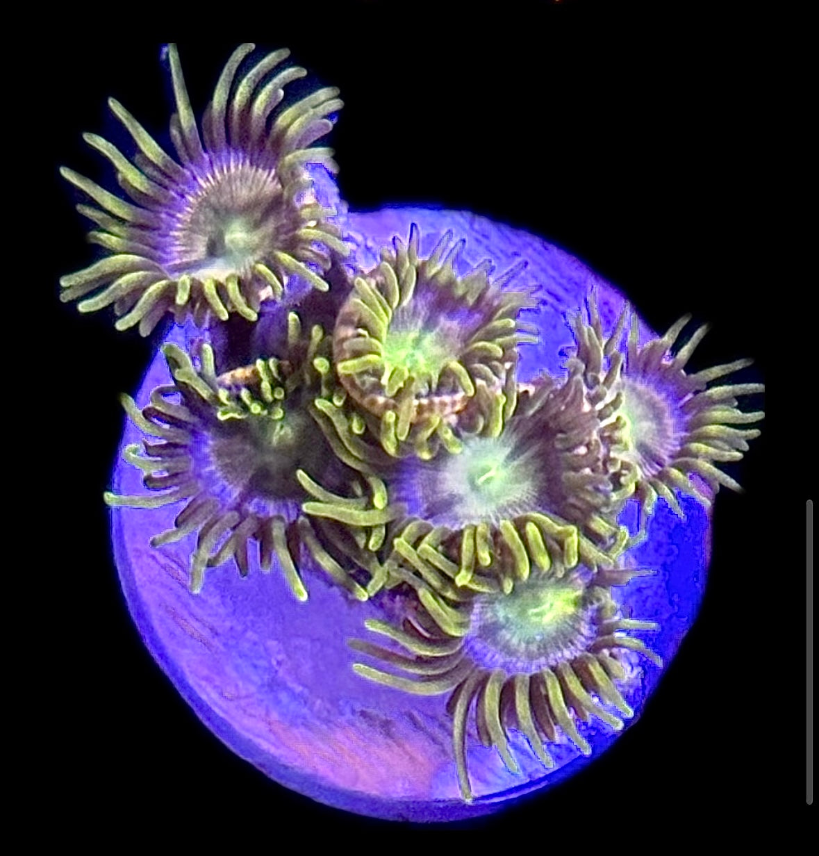 WYSIWYG Golden Goddess Zoanthid Frag