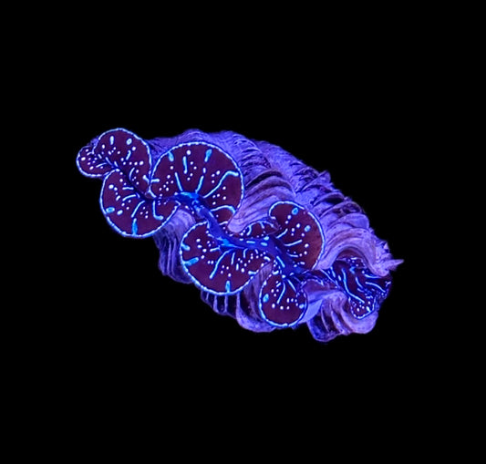 WYSIWYG ORA Ultra Color Maxima Clam 2"