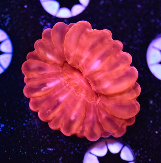 WYSIWYG Red Hot Cynarina 2" (BRIGHT!)