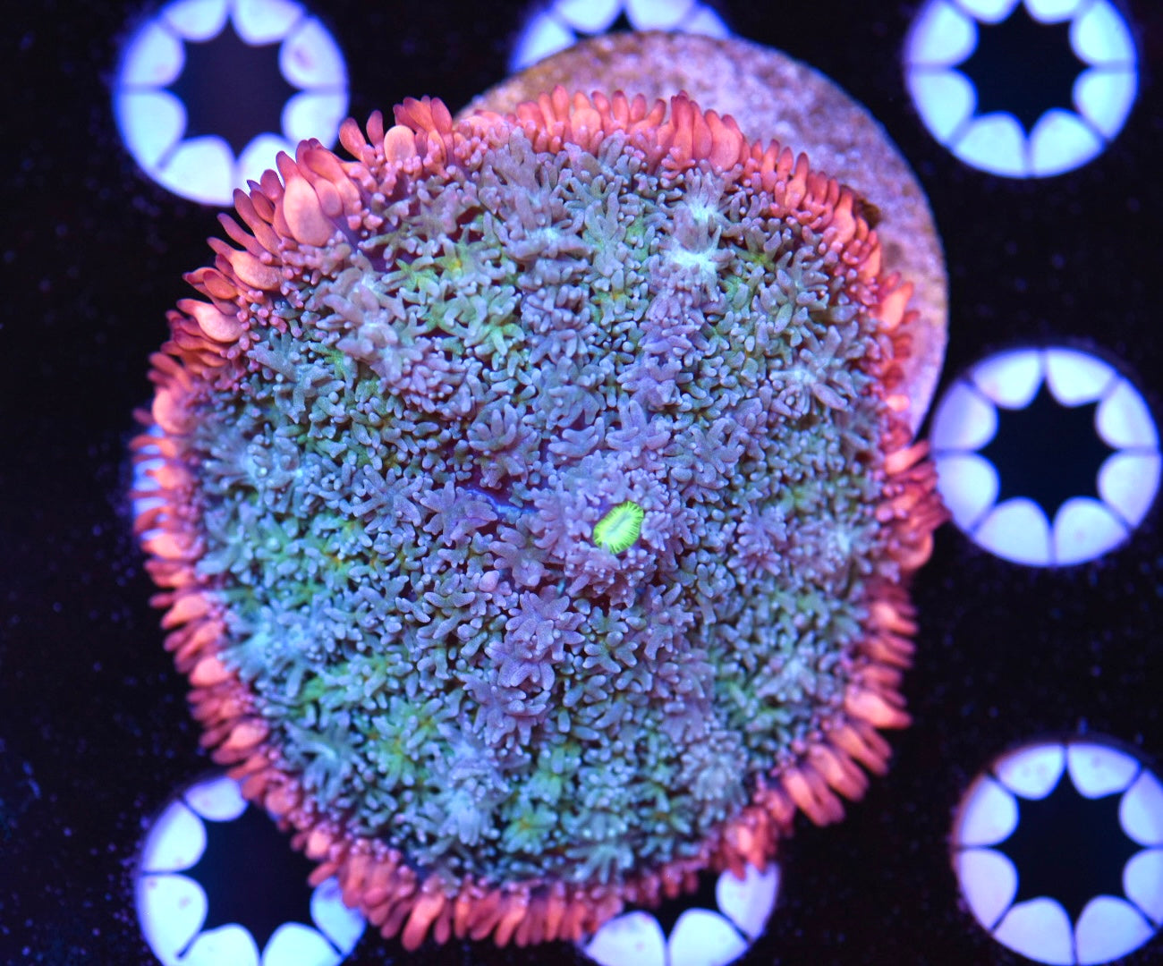 WYSIWYG XXL Rainbow Frankenstein Mushroom 3" (WOW!)