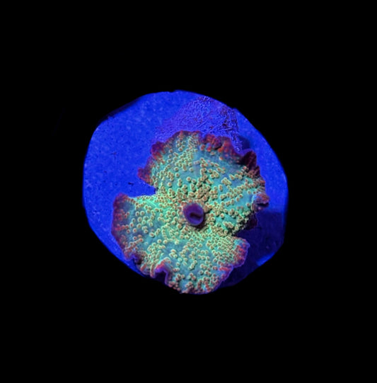 WYSIWYG Rainbow Orange Spot Discosoma Mushroom 1" (WOW!)