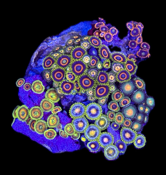 WYSIWYG Mixed Zoanthid Colony 3.5"
