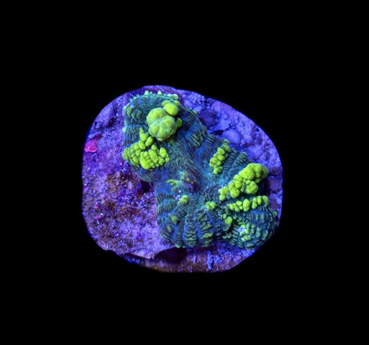 WYSIWYG Emerald Venom Bounce Mushroom 1" (RARE!)