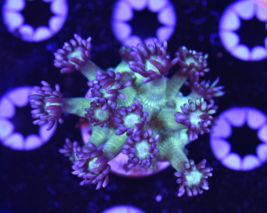 WYSIWYG Medusa Goniopora 2.5" (WOW!)