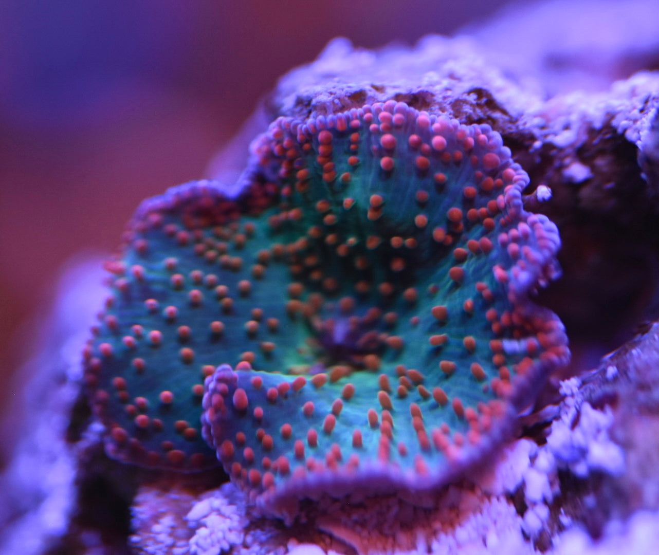 WYSIWYG Orange Spot Rainbow Discosuma Mushroom 1" (WOW!)