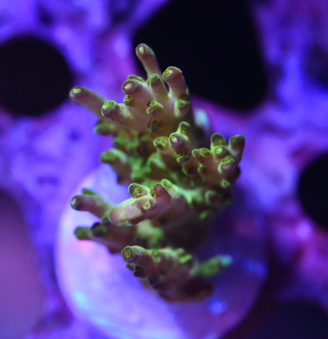 WYSIWYG Rose Petal ACropora 1.5"