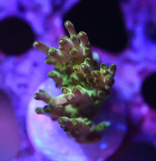 WYSIWYG Rose Petal ACropora 1.5"