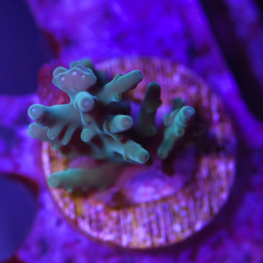 WYSIWYG Blue Hawkins Echinata ACropora 1"