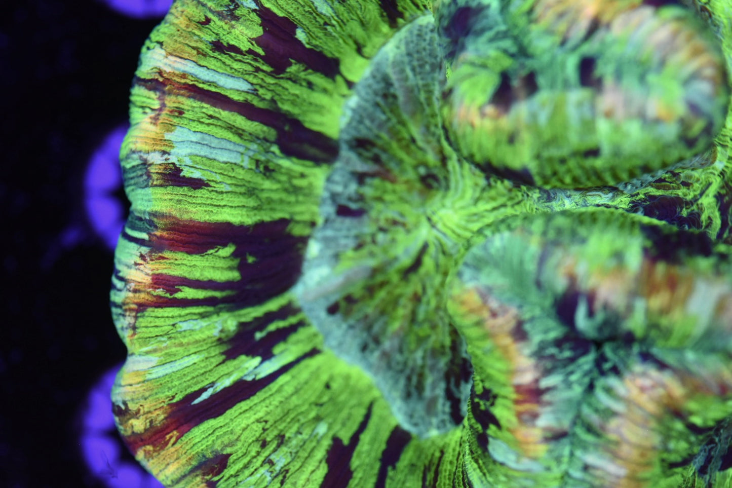 WYSIWYG XL Incredible Rainbow Trachyphyllia 5.5" (INSANE!)