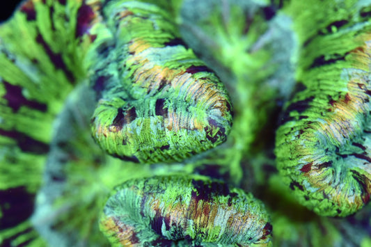 WYSIWYG XL Incredible Rainbow Trachyphyllia 5.5" (INSANE!)
