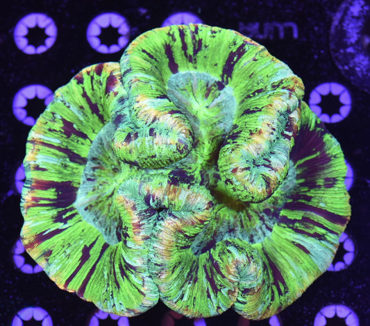 WYSIWYG XL Incredible Rainbow Trachyphyllia 5.5" (INSANE!)