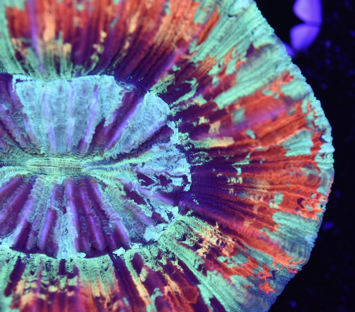 WYSIWYG Ultra Rainbow Trachyphyllia 4" (WOW!)