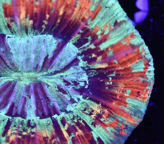 WYSIWYG Ultra Rainbow Trachyphyllia 4" (WOW!)