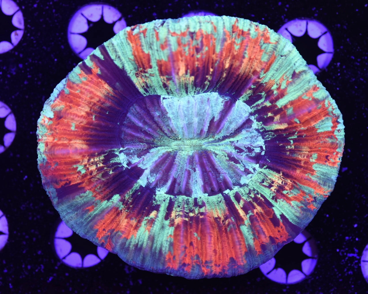 WYSIWYG Ultra Rainbow Trachyphyllia 4" (WOW!)