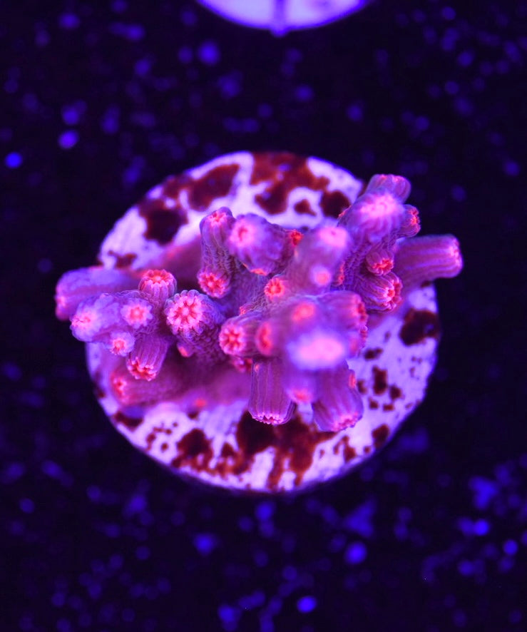 WYSIWYG Pink Branching Cyphastrea 1"