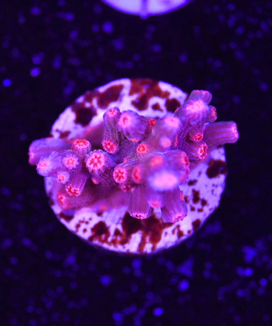WYSIWYG Pink Branching Cyphastrea 1"
