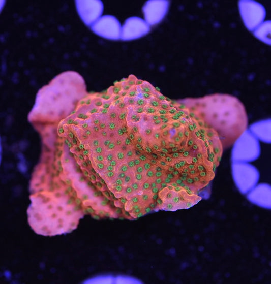 WYSIWYG Fruit Loops Montipora 2"