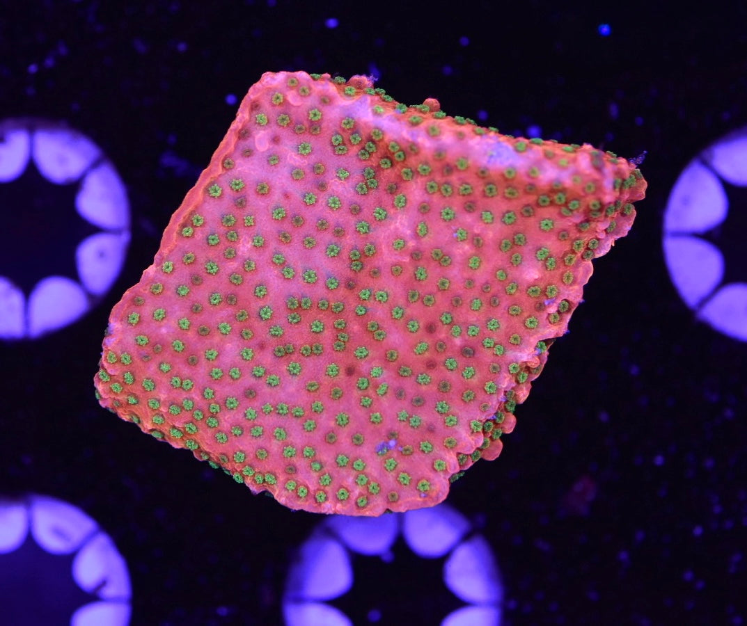 WYSIWYG Fruit Loops Montipora 1.5"