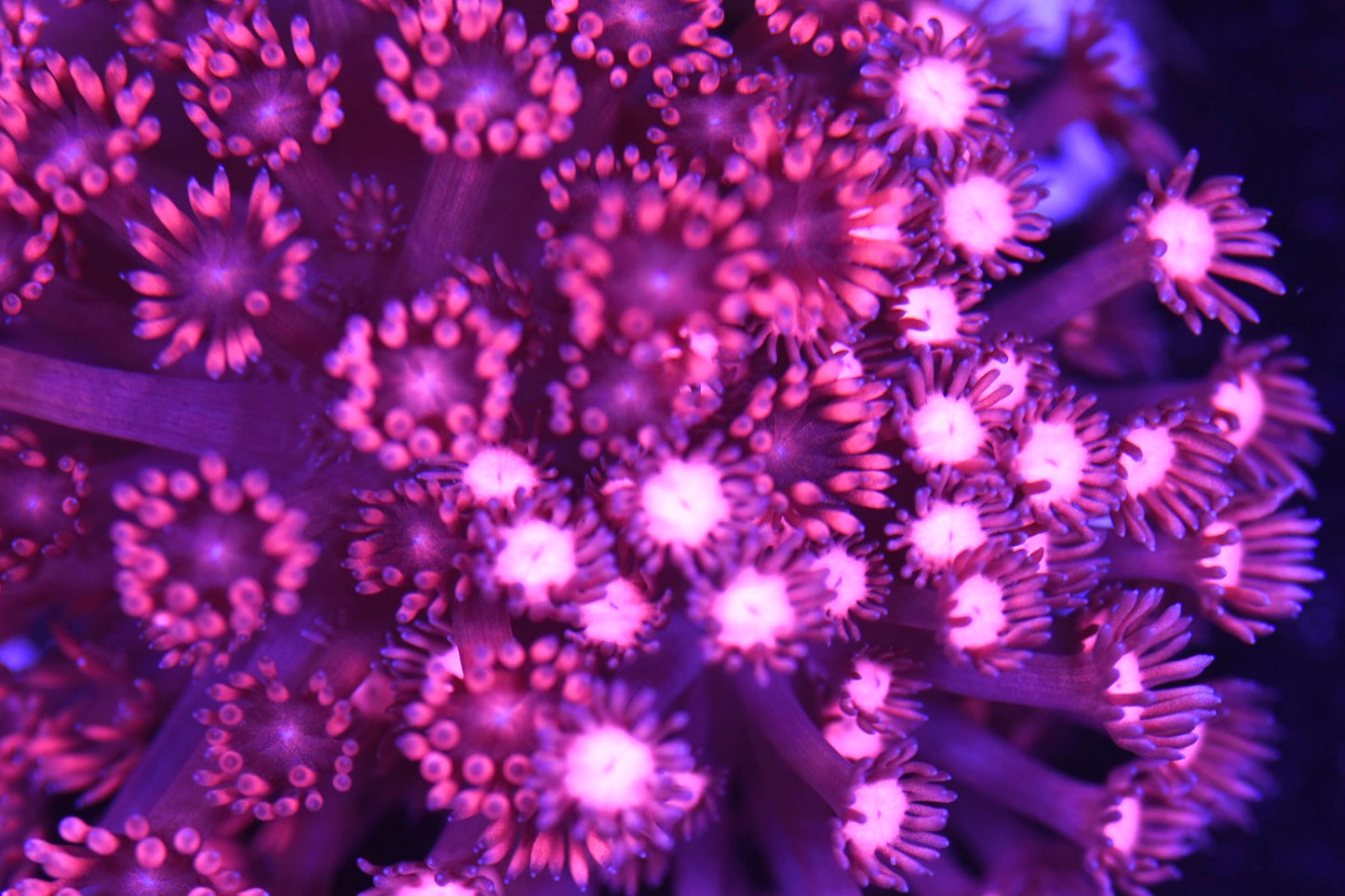 WYSIWYG Pink Insanity Mixed Goniopora Colony 4" (CRAZY!)